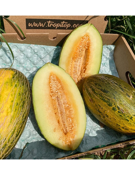 Compra online Melone verde spagnolo su Tropitop
