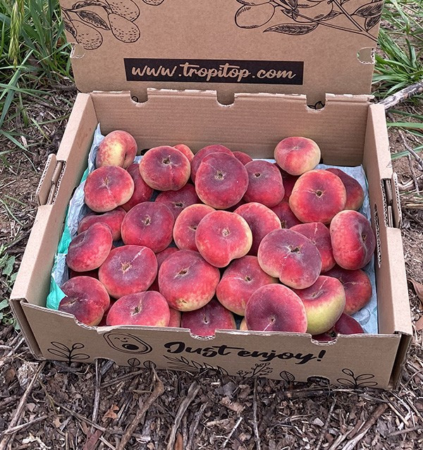Acheter des Pêches Plates en Ligne | Fruits d'Été Frais