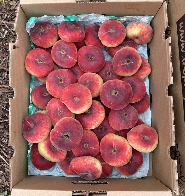 Comprar Pêssegos Achatados Online | Fruta de Verão Fresca