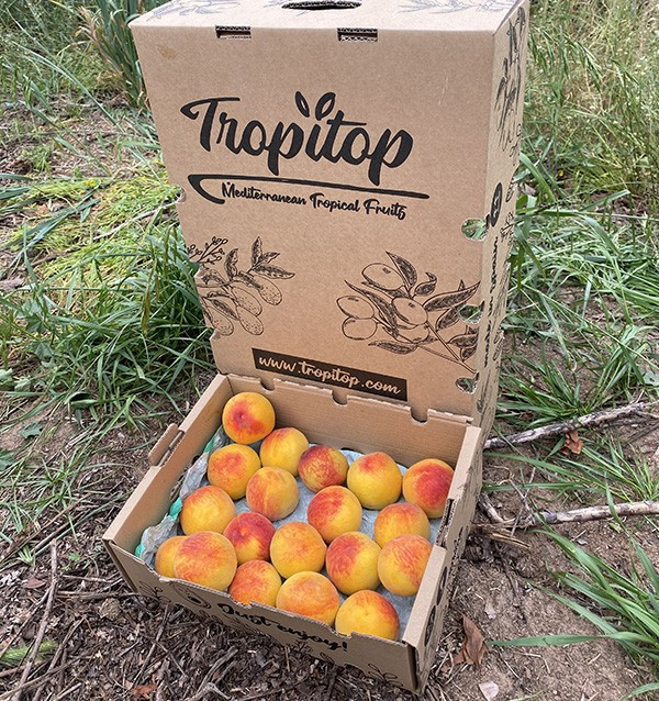 Comprar Pêssego Amarelo Online | Fruta Fresca de Época