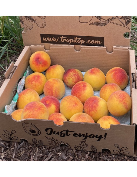 Comprar Pêssego Amarelo Online | Fruta Fresca de Época