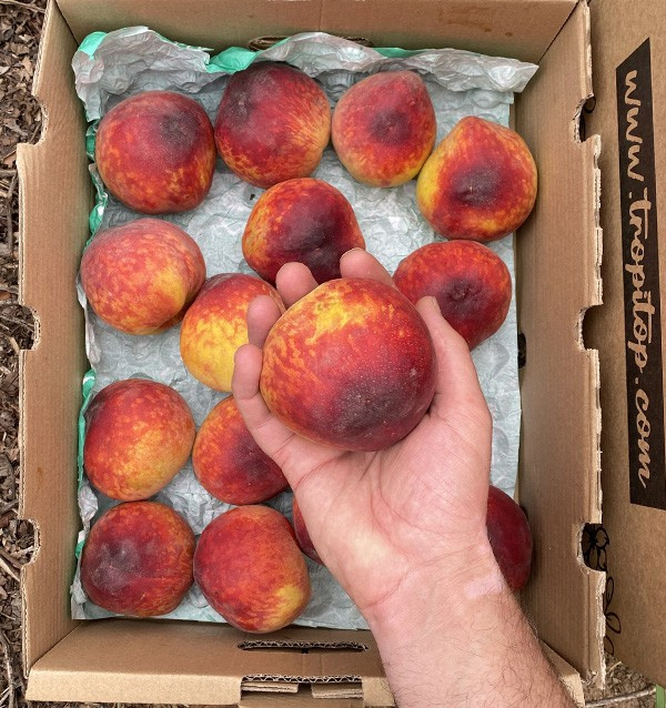 Comprar Pêssego Vermelho Online | Fruta Fresca de Época