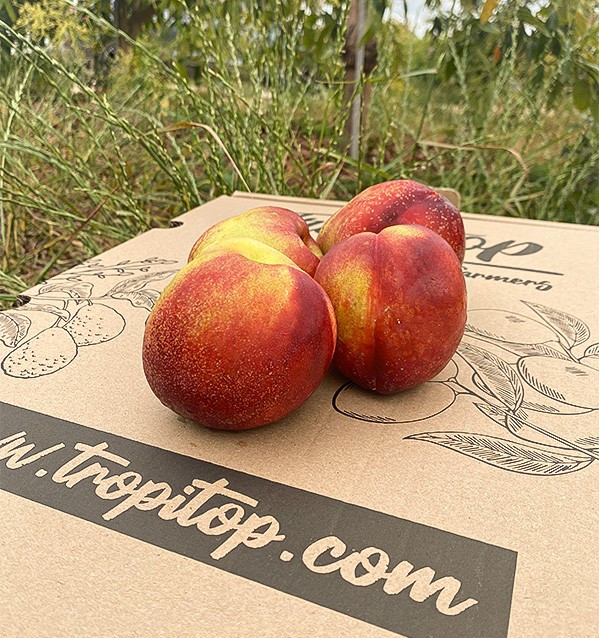 Buy Nectarines Online | Summer Fruit Direct from the Farmer