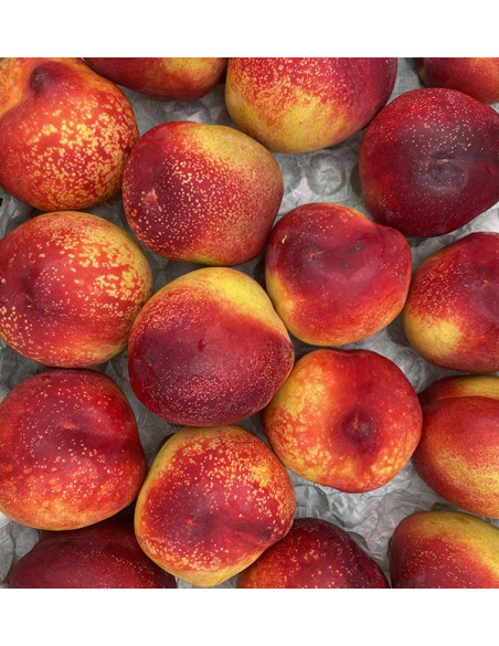 Acheter des Nectarines en Ligne | Fruits d'Été Direct Producteur