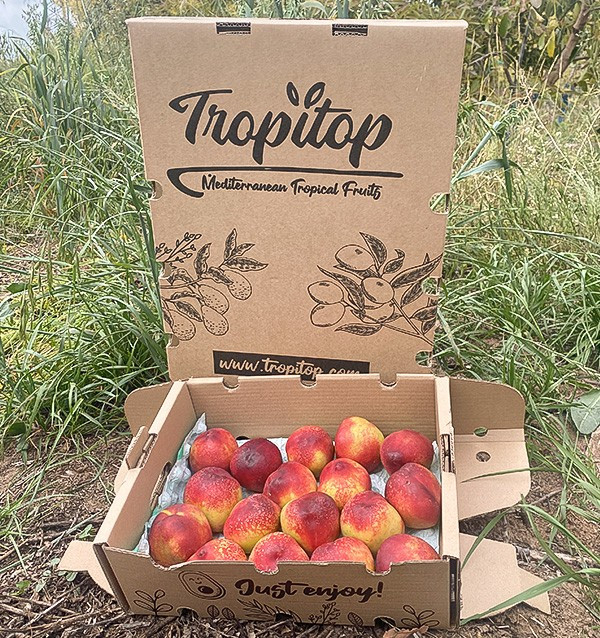 Acheter des Nectarines en Ligne | Fruits d'Été Direct Producteur
