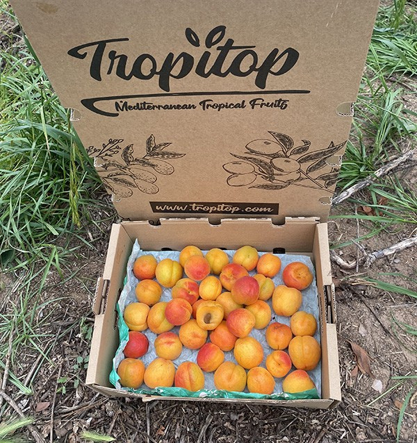 Comprar Damasco Online | Fruta da Época Direta do Produtor