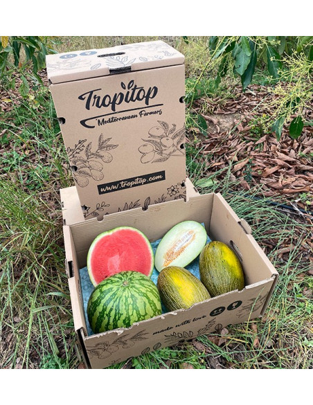 Gestreifte Wassermelone & Piel de Sapo Melonen online kaufen | Tropitop