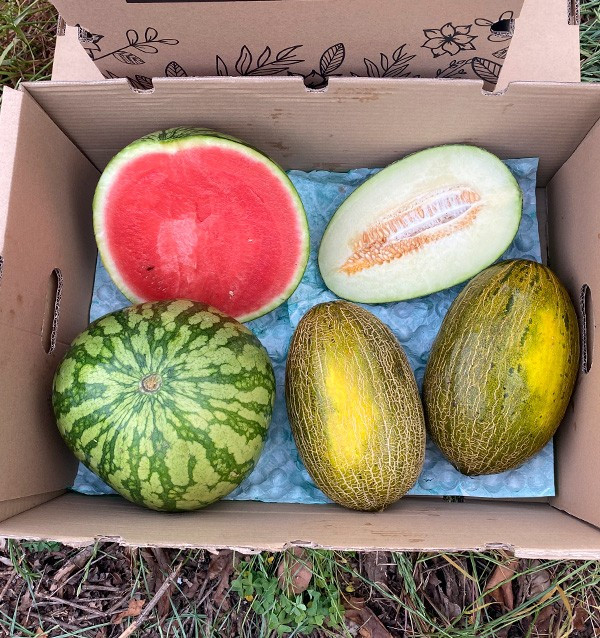 Compra Anguria Striata e Meloni Piel de Sapo Online | Tropitop