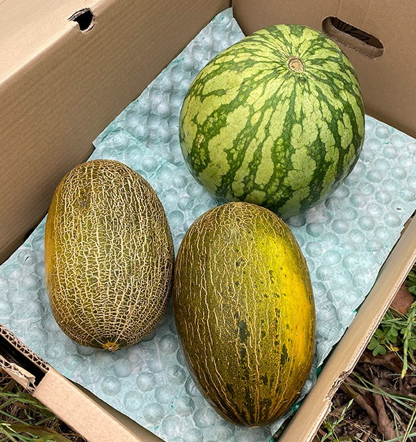 Gestreifte Wassermelone & Piel de Sapo Melonen online kaufen | Tropitop