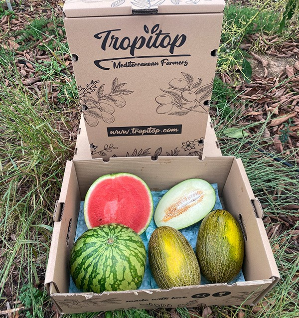 Gestreifte Wassermelone & Piel de Sapo Melonen online kaufen | Tropitop