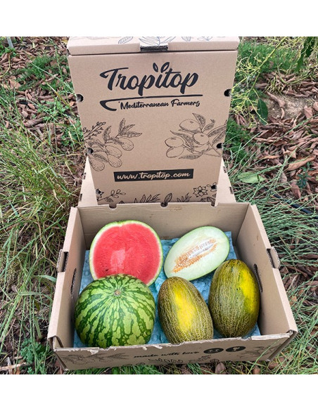Gestreifte Wassermelone & Piel de Sapo Melonen online kaufen | Tropitop