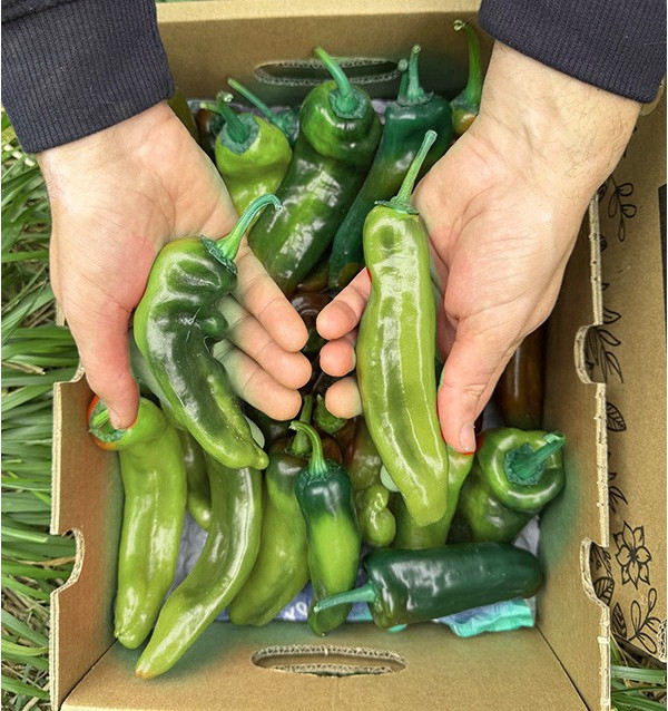 Buy Italian Red Peppers Online at Tropitop 2