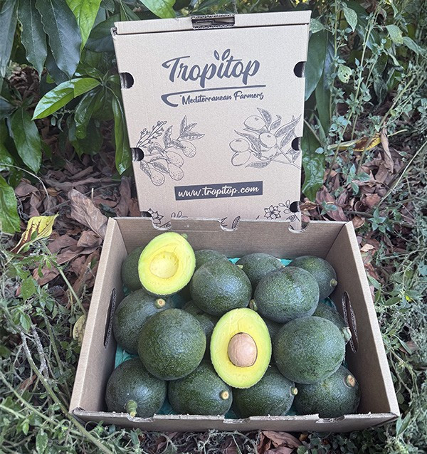 Reed Avocados online bei Tropitop kaufen