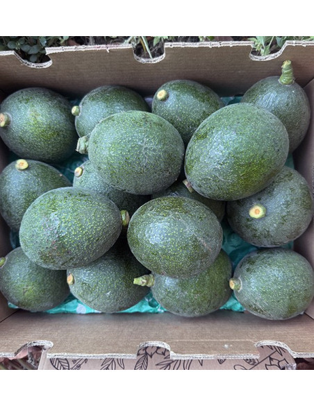 Reed Avocados online bei Tropitop kaufen