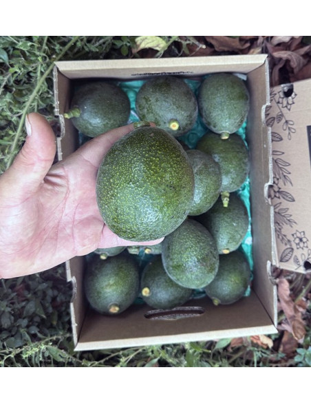 Acheter des avocats Reed en ligne sur Tropitop