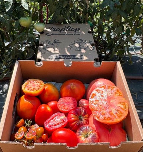Comprar Pack Tomates variados de Temporada Online | Tomates Premium | Tropitop