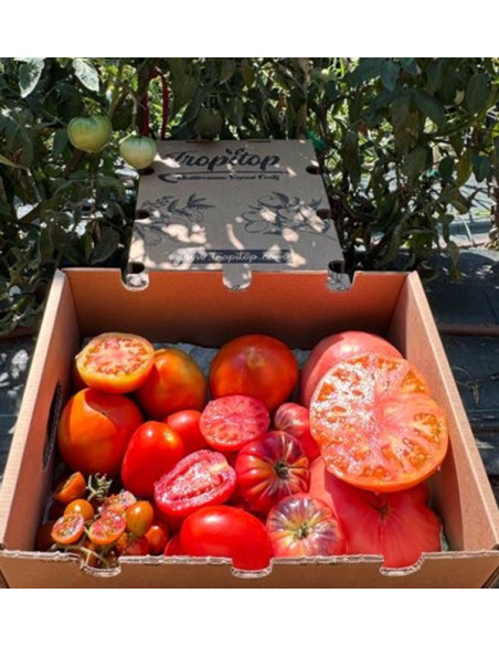 Buy Seasonal Mixed Tomato Pack Online | Premium Tomatoes | Tropitop