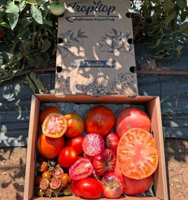 Comprar Pack de Tomates Variados da Época Online | Tomates Premium | Tropitop