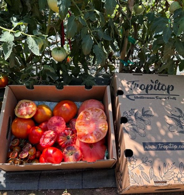 Comprar Pack Tomates variados de Temporada Online | Tomates Premium | Tropitop