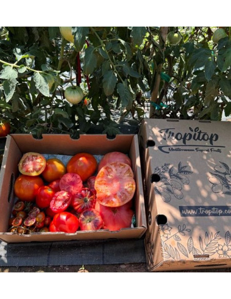 Comprar Pack Tomates variados de Temporada Online | Tomates Premium | Tropitop