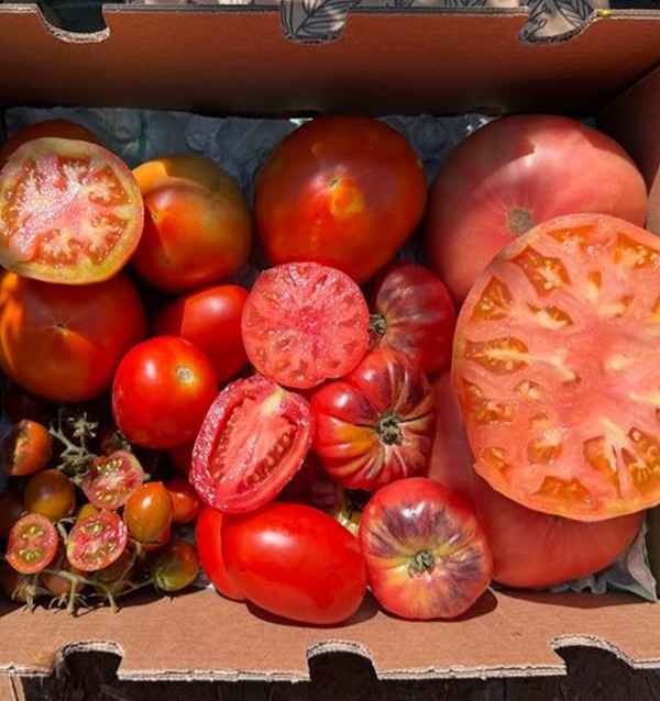 Comprar Pack de Tomates Variados da Época Online | Tomates Premium | Tropitop