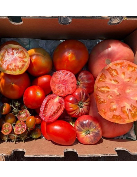 Comprar Pack Tomates variados de Temporada Online | Tomates Premium | Tropitop