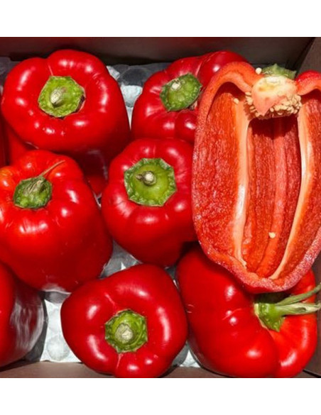 Comprar Pimentos Vermelhos Morrón Online | Pimentos para Assar | Tropitop