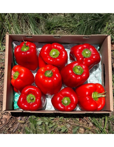Acheter Poivrons Rouges Morrón en Ligne | Poivrons à Rôtir | Tropitop