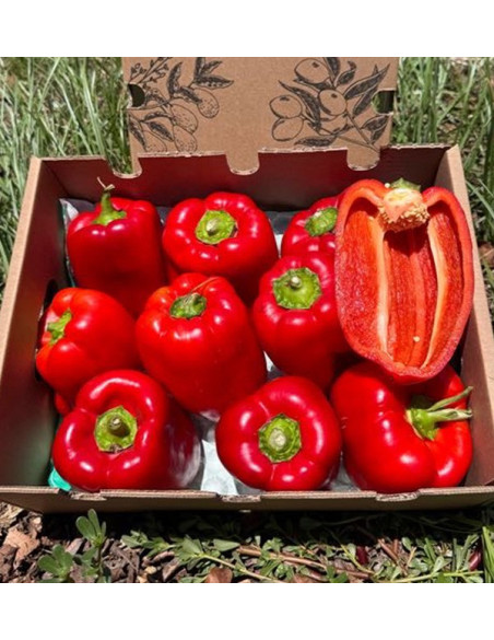 Comprar Pimentos Vermelhos Morrón Online | Pimentos para Assar | Tropitop