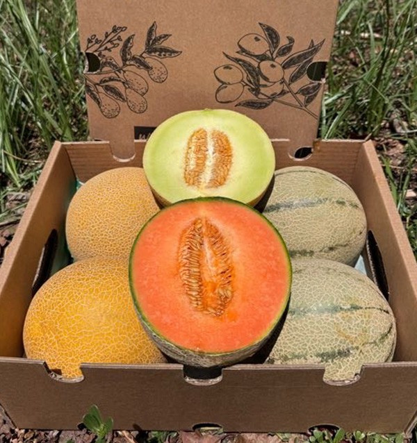 Compra Meloni Galia e Cantalupo Online | Box di meloni freschi | Tropitop