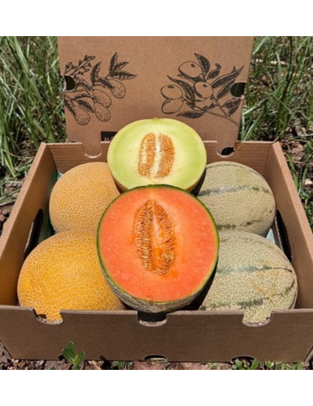 Compra Meloni Galia e Cantalupo Online | Box di meloni freschi | Tropitop