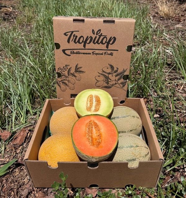 Compra Meloni Galia e Cantalupo Online | Box di meloni freschi | Tropitop
