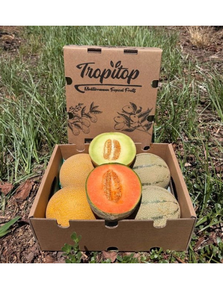 Galia und Cantaloupe Melonen online kaufen | Frisches Melonenpaket | Tropitop
