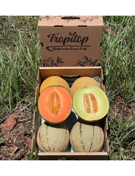 Compra Meloni Galia e Cantalupo Online | Box di meloni freschi | Tropitop