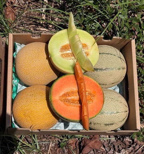 Compra Meloni Galia e Cantalupo Online | Box di meloni freschi | Tropitop