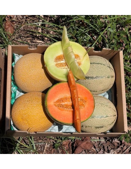 Galia und Cantaloupe Melonen online kaufen | Frisches Melonenpaket | Tropitop