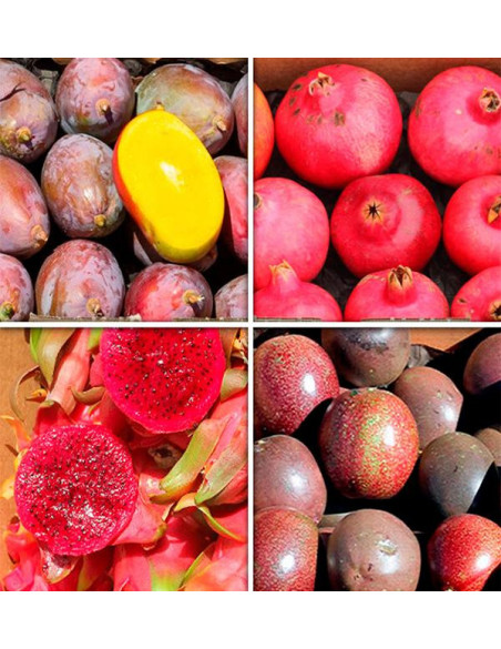 Acheter une boîte de fruits de saison en ligne chez Tropitop