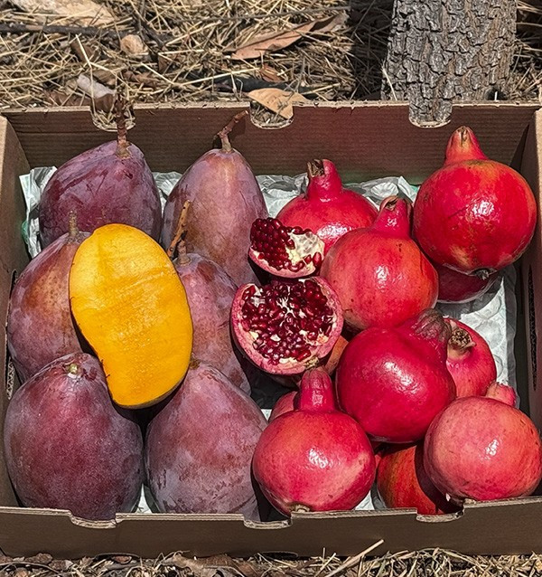 Acheter grenade et mangue en ligne sur Tropitop