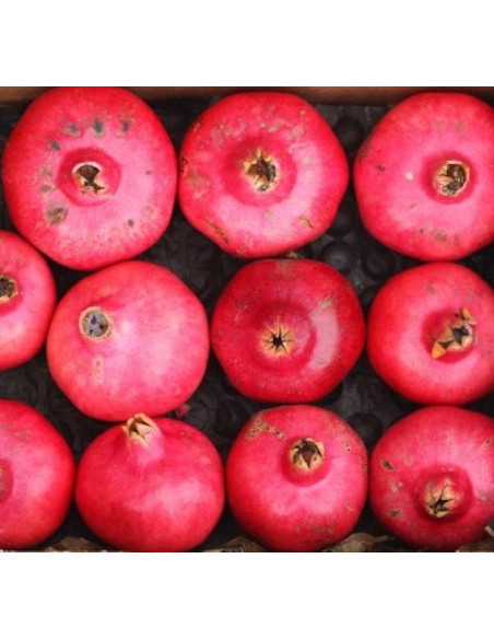 GIFT: 1kg of Pomegranates FREE*