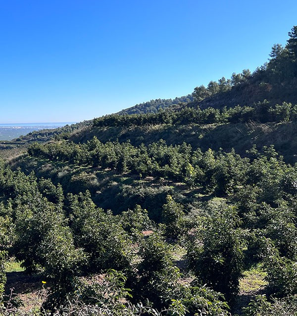 Avocat Hass | Achetez en ligne