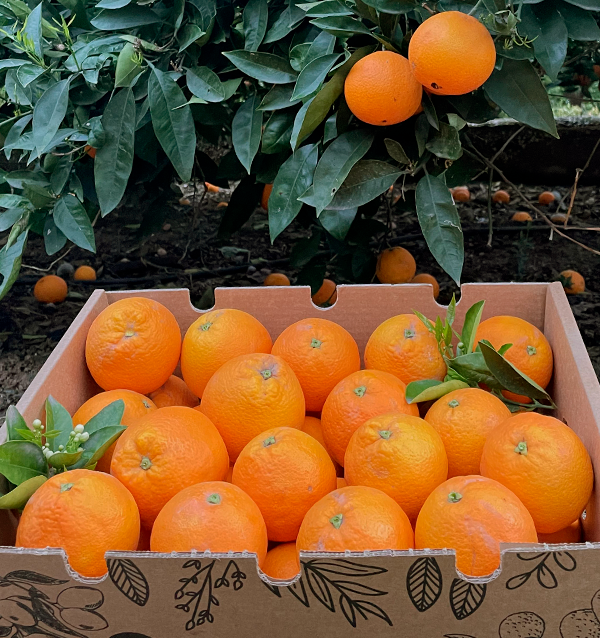 Comprar laranjas online | Laranjas valencianas