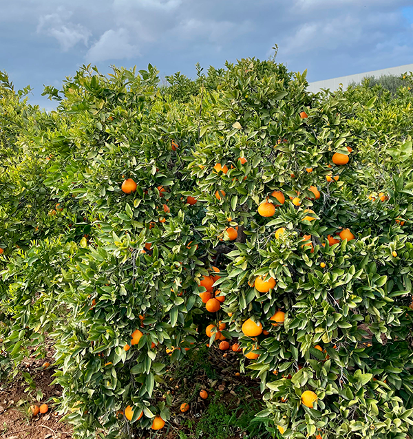 Acheter des Oranges en ligne | Oranges de Valence