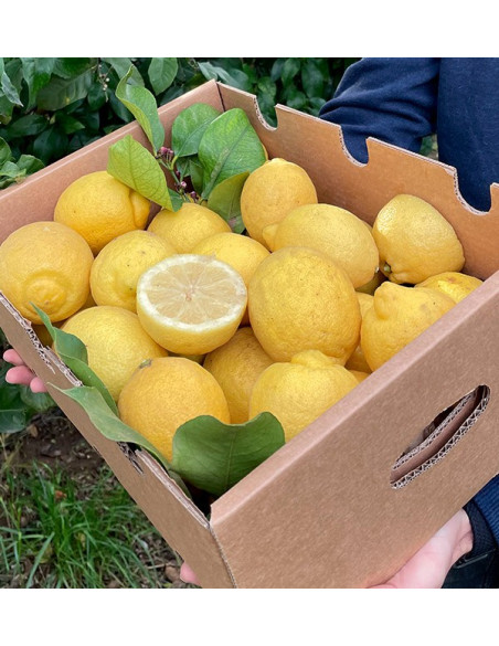 Online Zitronen Kaufen | Frische Zitronen Direkt vom Feld