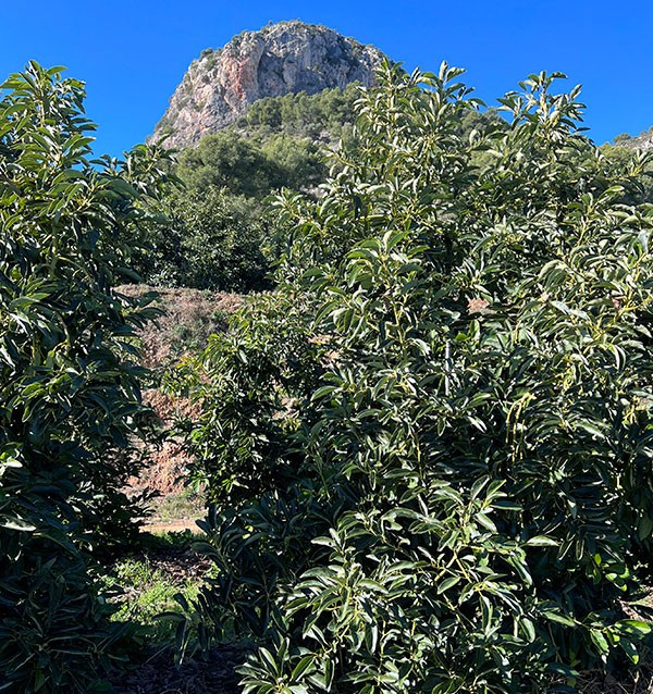 Buy Oranges and Avocados | TropiTop