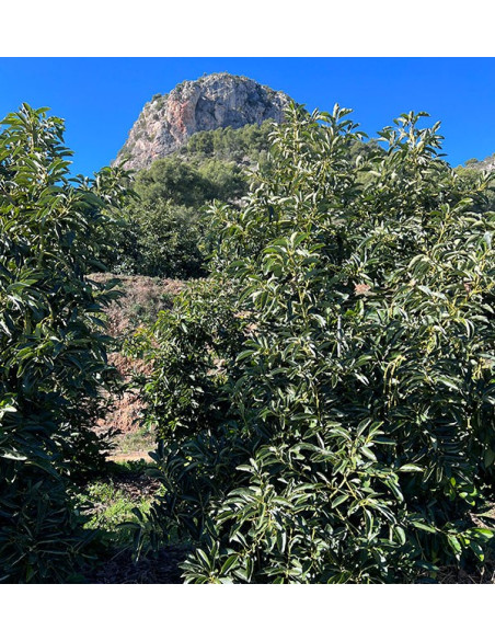 Buy Oranges and Avocados | TropiTop