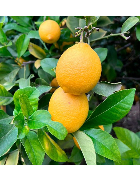 Oranges et citrons | Fruits en ligne