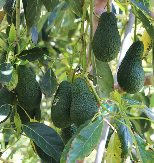 Comprar Aguacates online en Tropitop