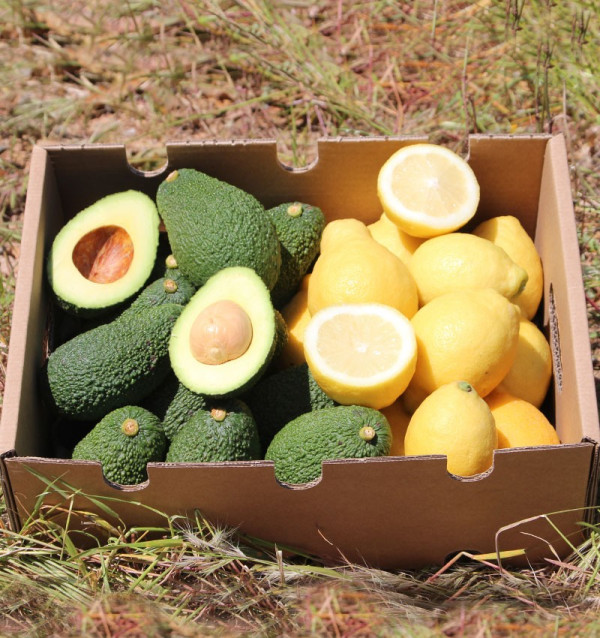 Zitronen und Avocados online zum besten Preis