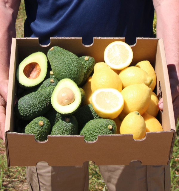 Citrons et avocats en ligne au meilleur prix