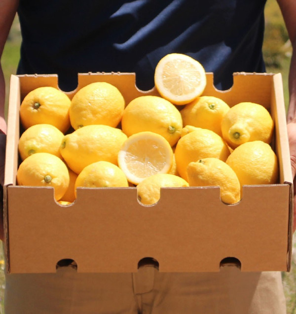 Comprare Limoni Online | Limoni Freschi Direttamente dal Campo